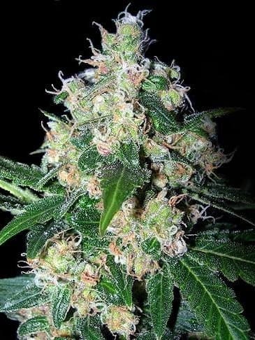 Velvet Bud