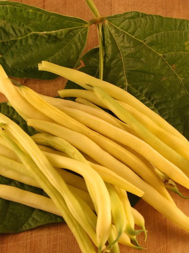 Gold Rush Beans