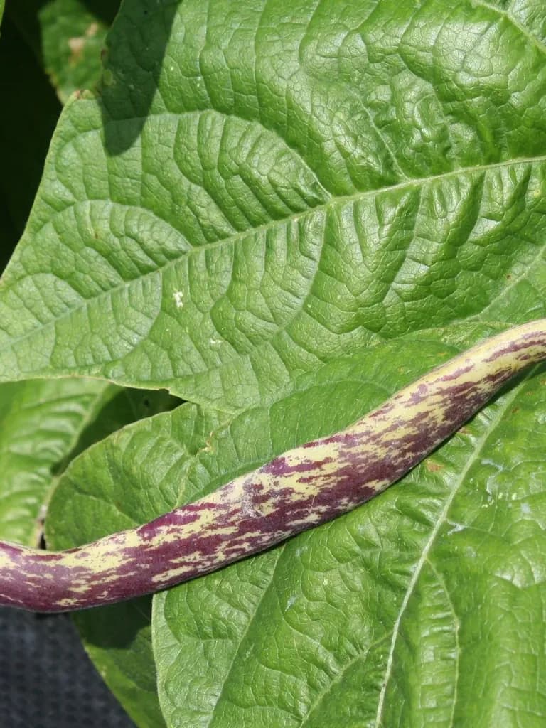 Dragon's Tongue Beans