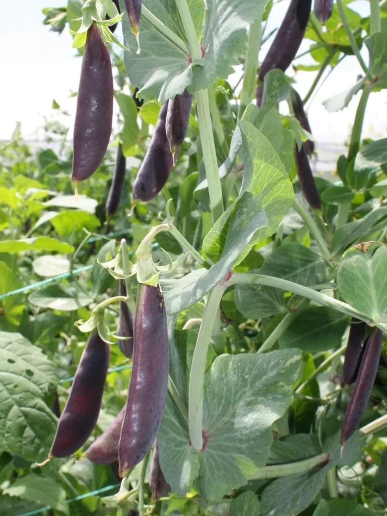 Sugar Magnolia Snap Peas