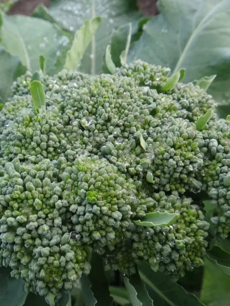 De Cicco Brocoli