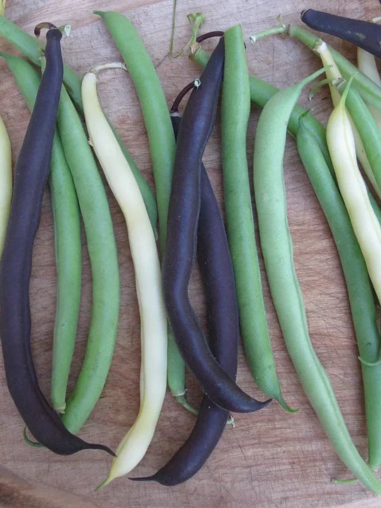 Snap Bush Beans Mix