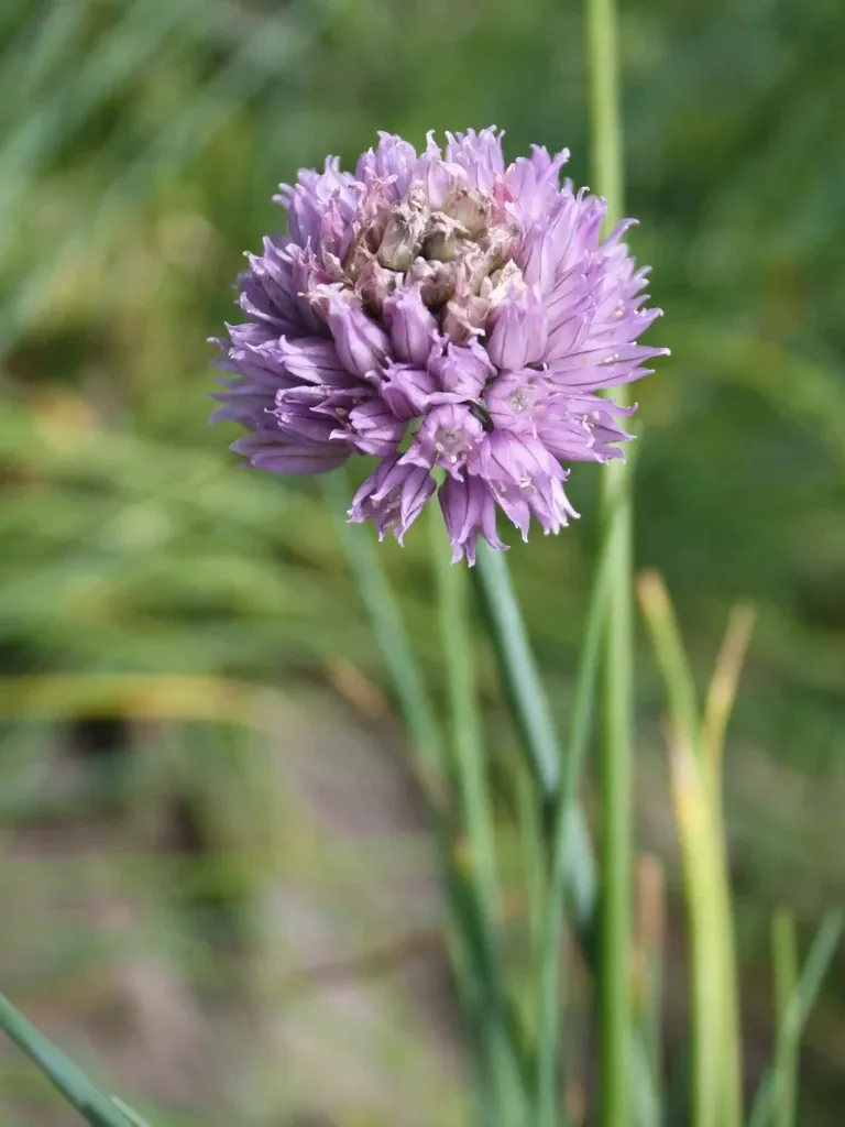 Chives