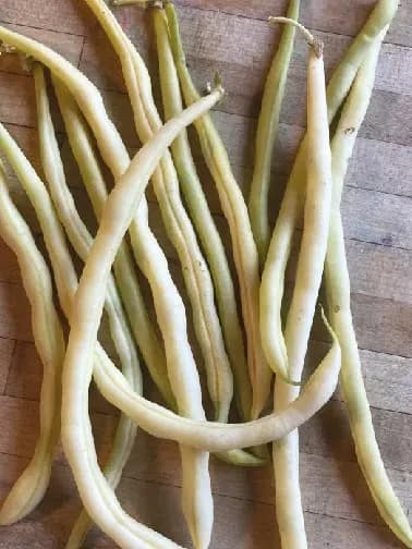 Monte Gusto Climbing Beans