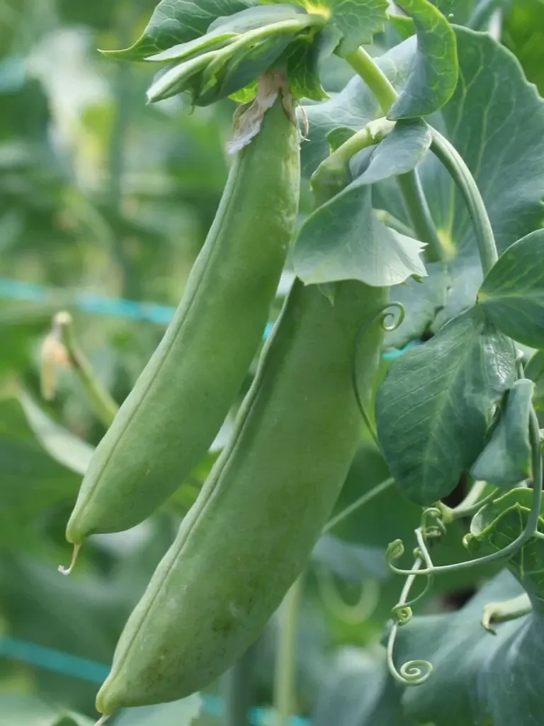 Cascadia Snap Peas