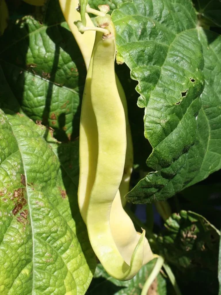 Gold Marie Climbing Beans