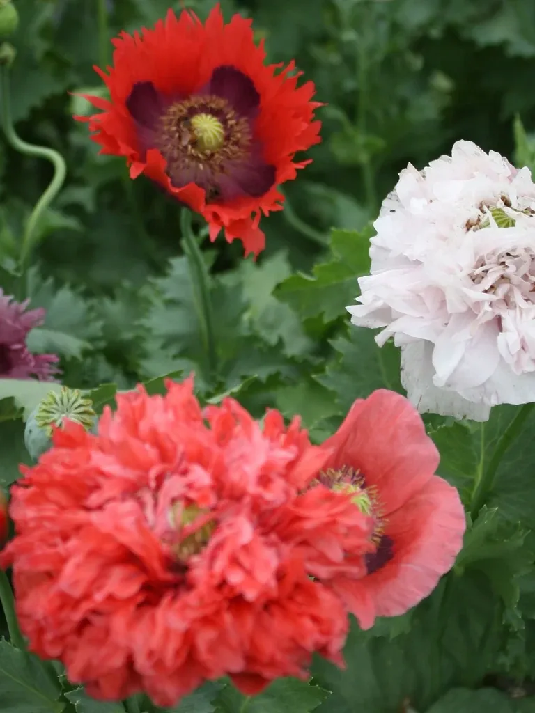 Poppy Mix