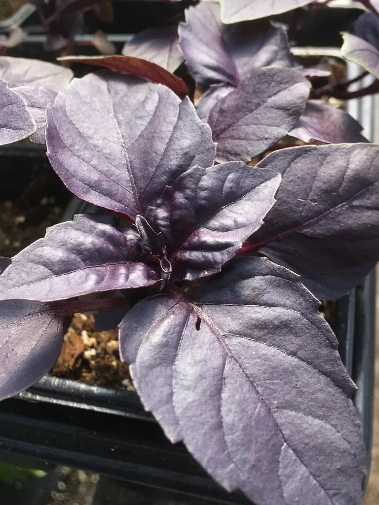 Dark Opal Basil