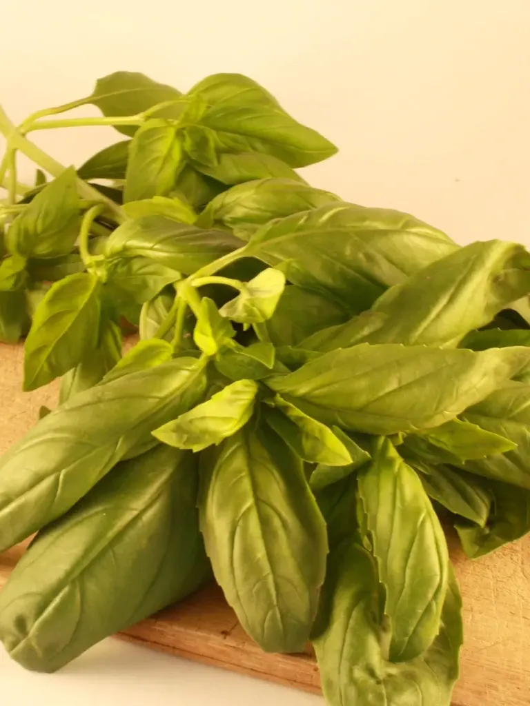 Genovese Basil