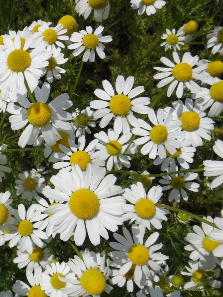 German Chamomile