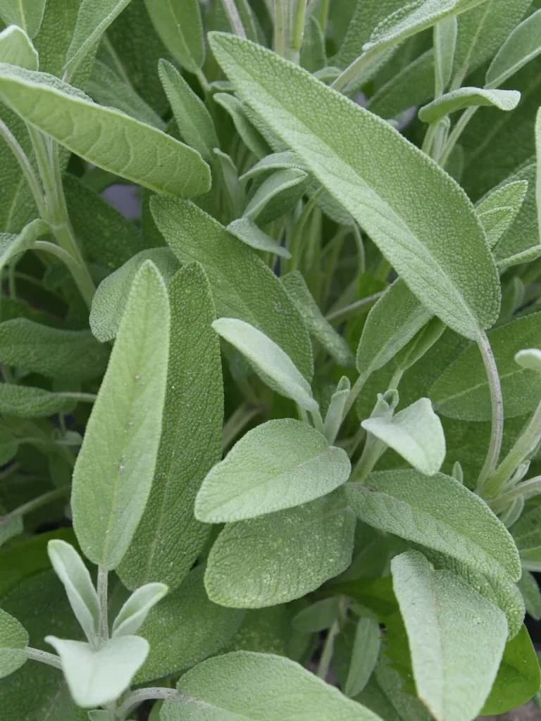 Common Sage