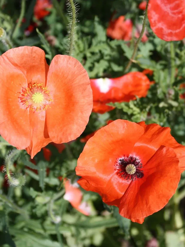 Corn Poppy Mix