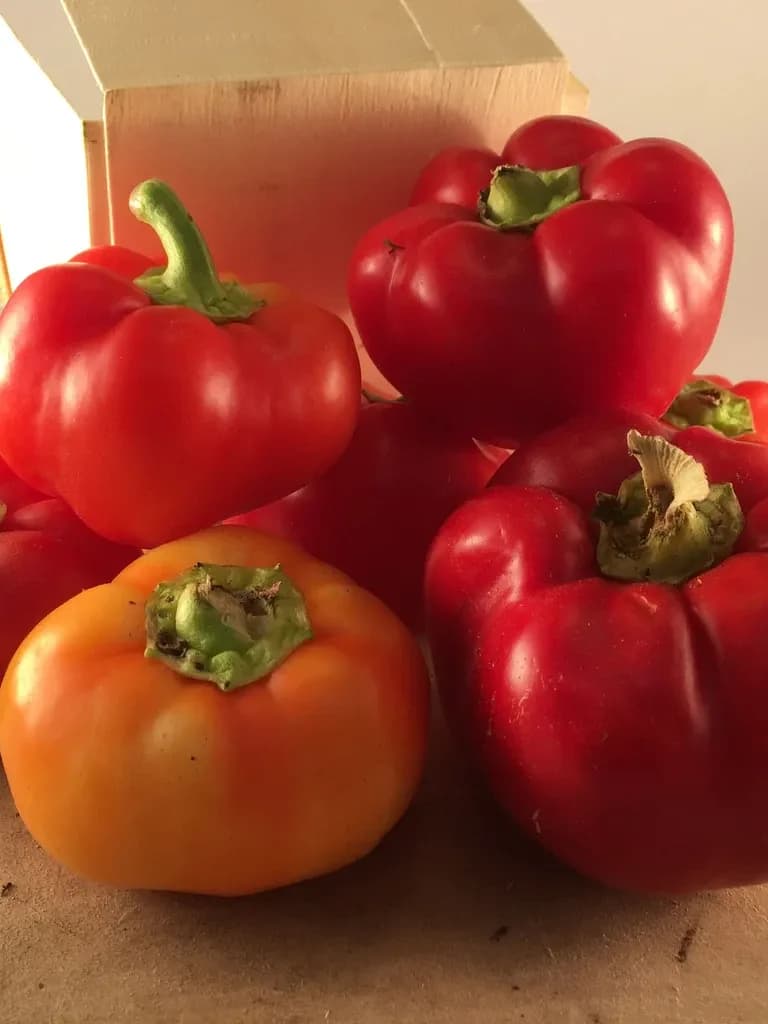 Alma Paprika Pepper