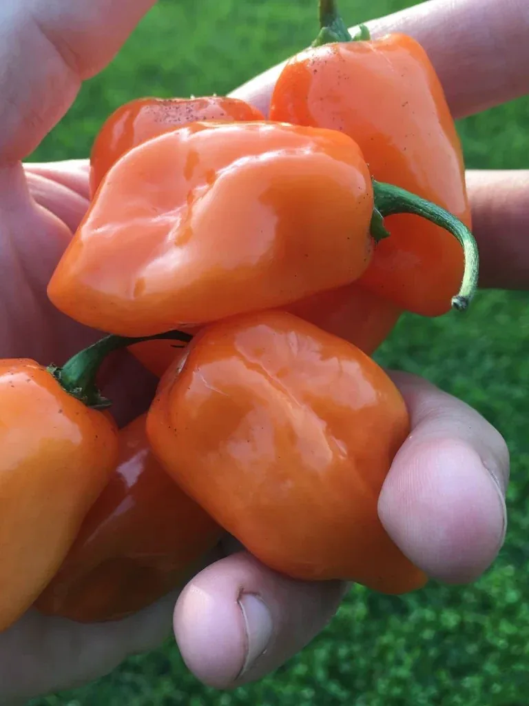 Orange Habanero Pepper