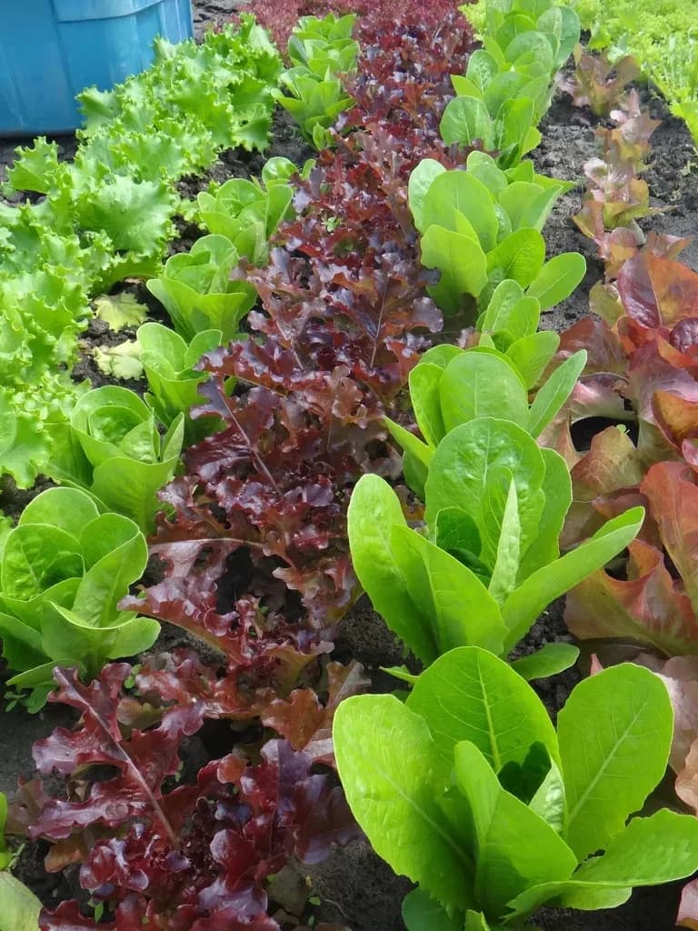 Salad Mix