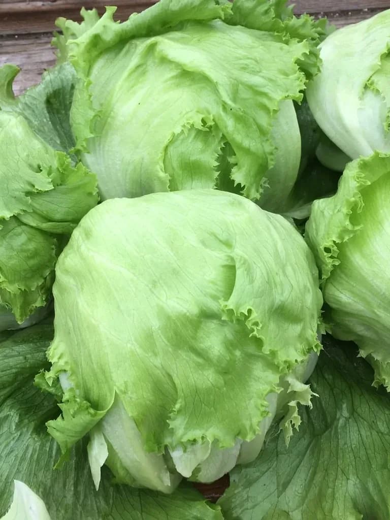 Crispino Iceberg Lettuce
