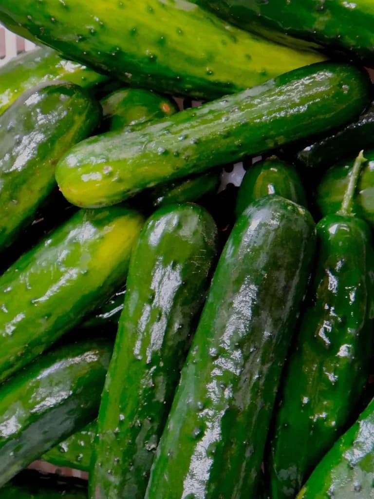 Tourne-Sol Select Field Cucumber