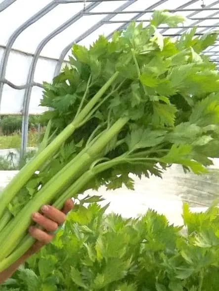 Ventura Utah Celery
