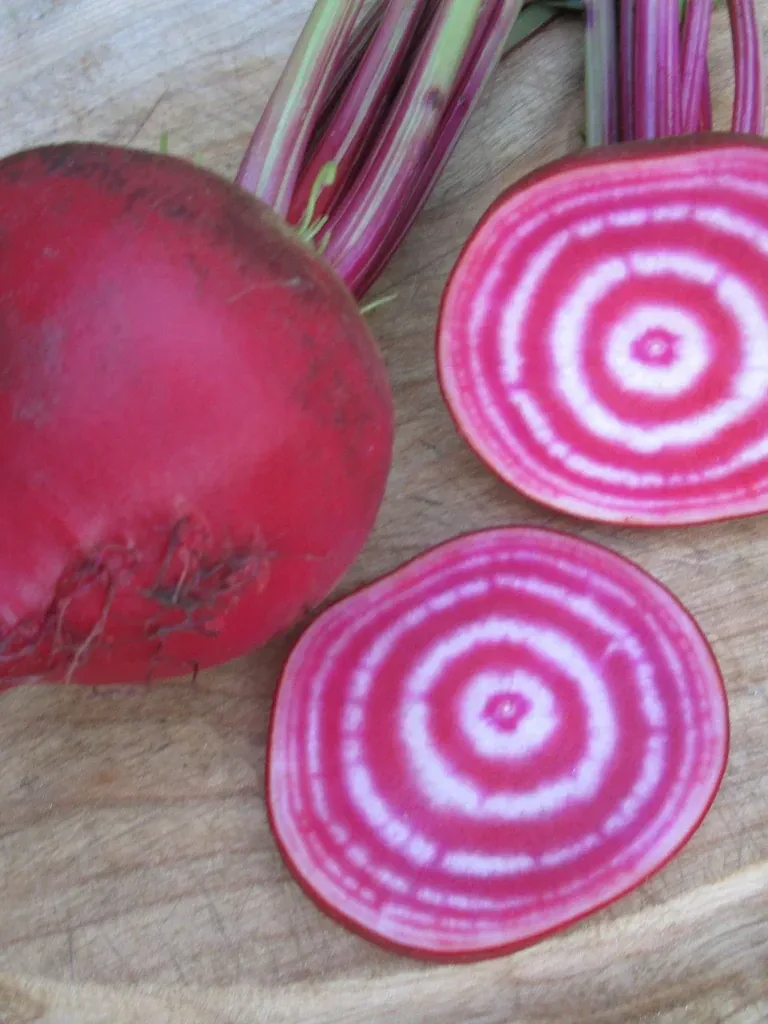 Chioggia Betterave