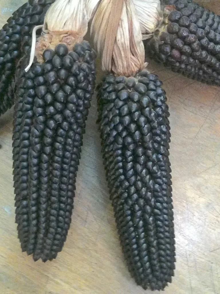 Dakota Black Popcorn