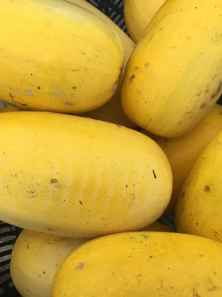 Spaghetti Squash