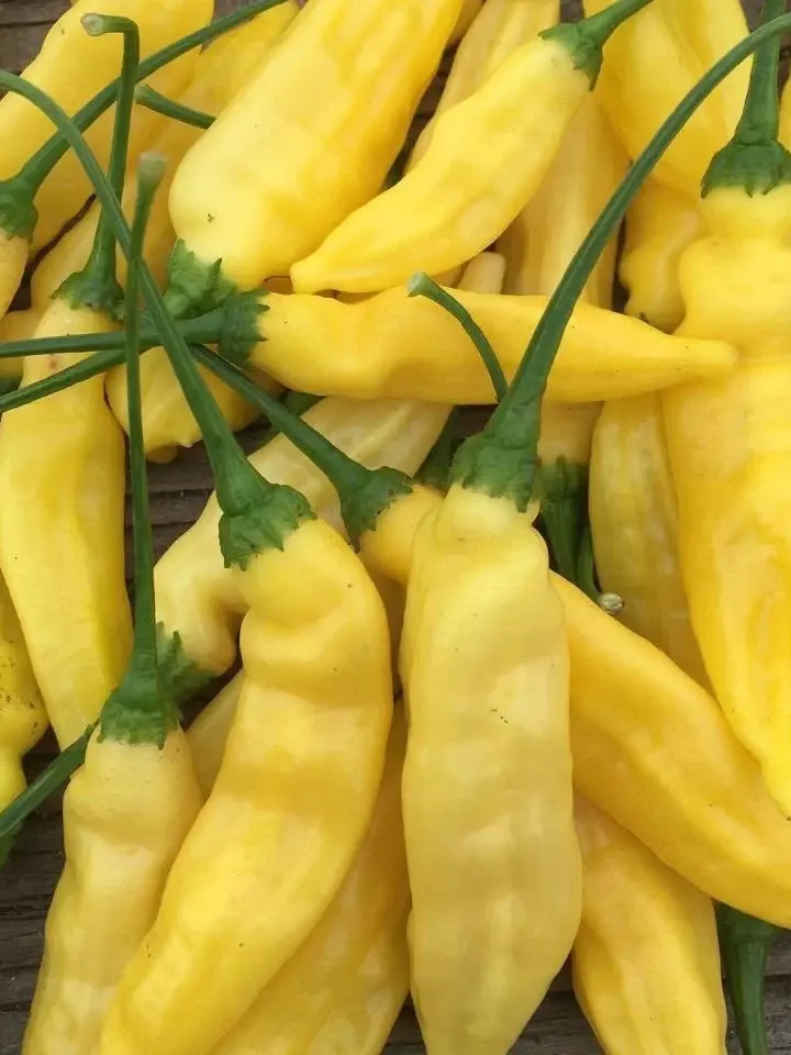 Lemon Drop Pepper