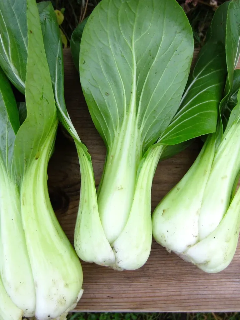Bok Choy/Shanghai Green