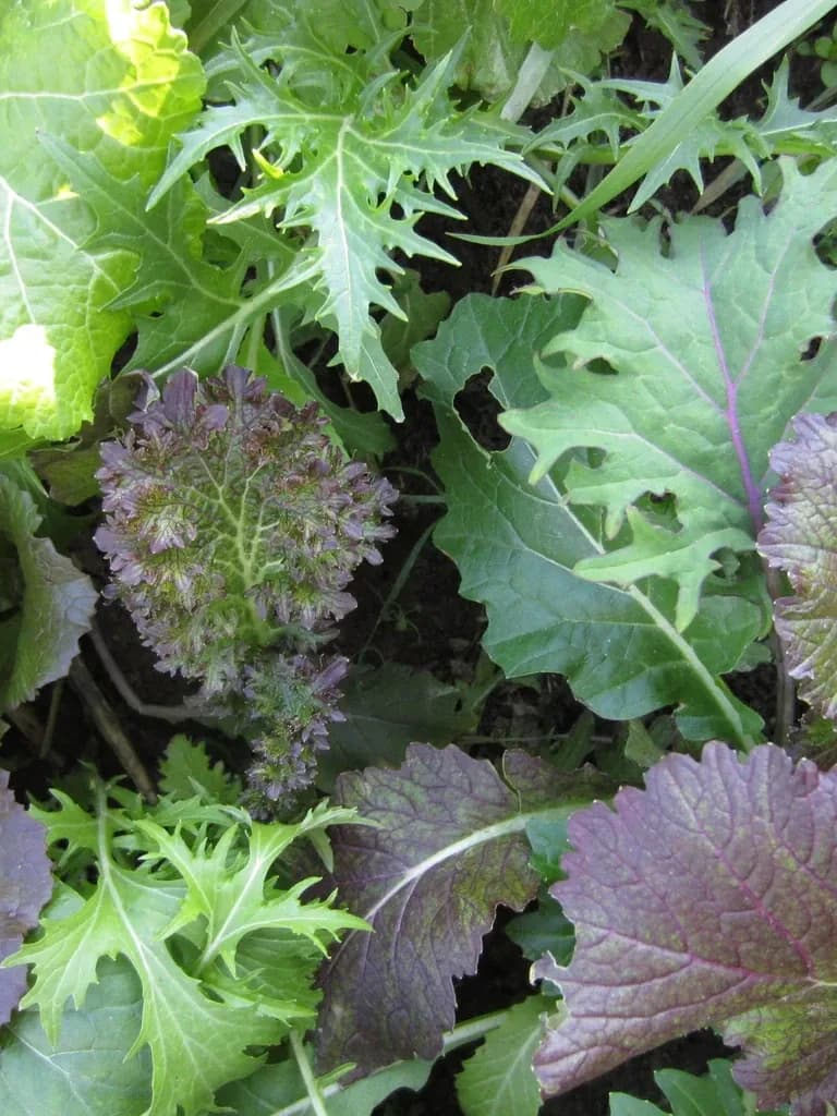 Deluxe Brassica Blend