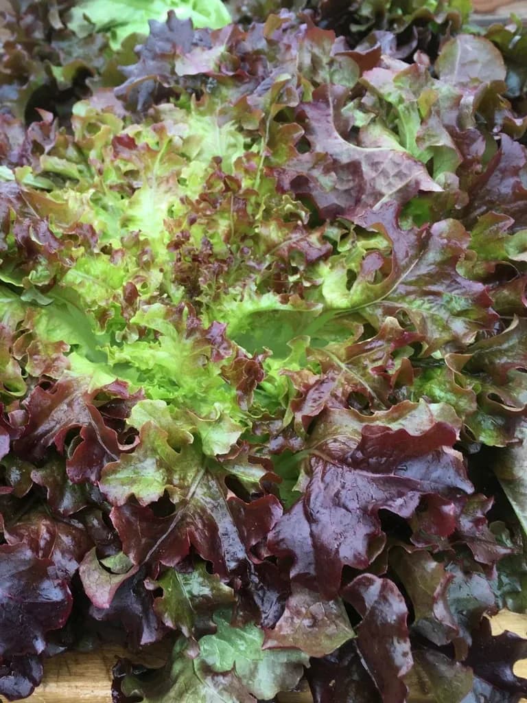 Red Oak leaf lettuce