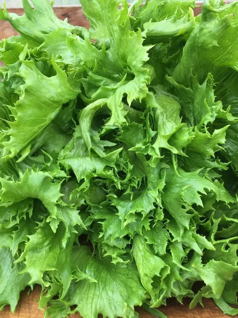Ice Queen Lettuce