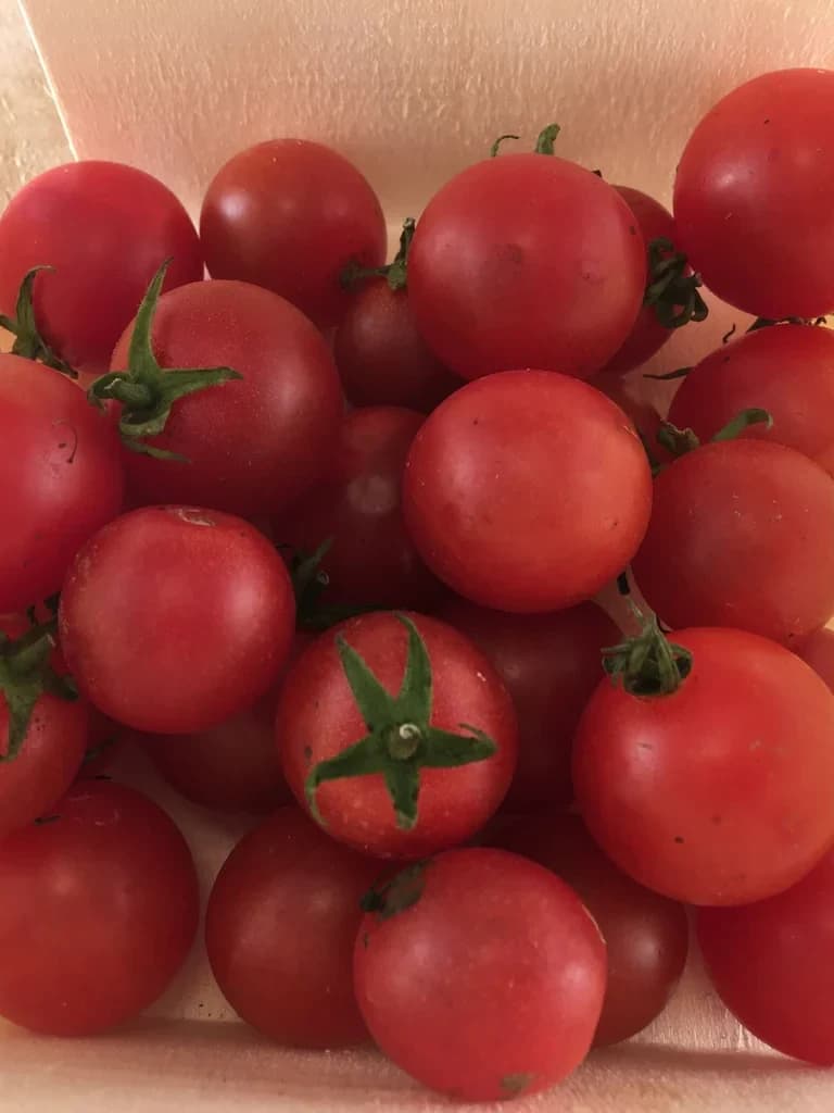 Peacevine Cherry Tomato