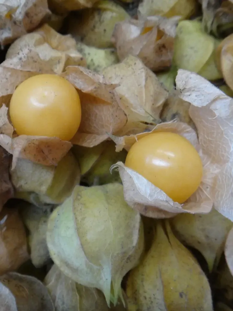 Ground Cherry