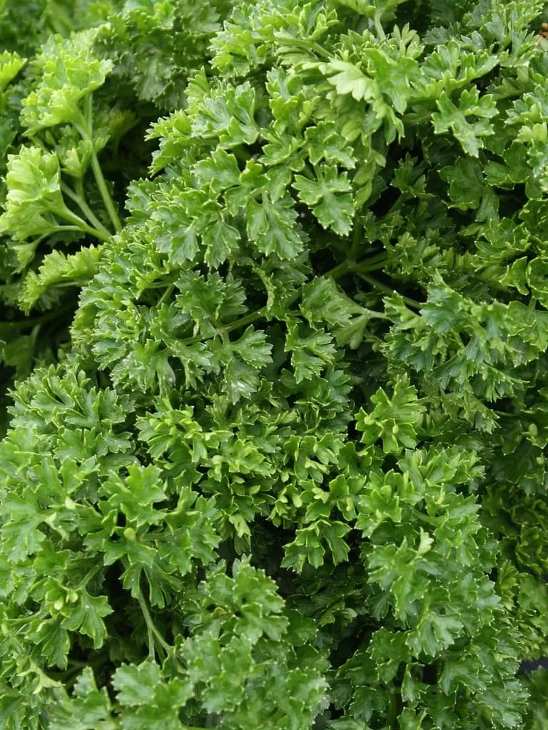 Curled Parsley