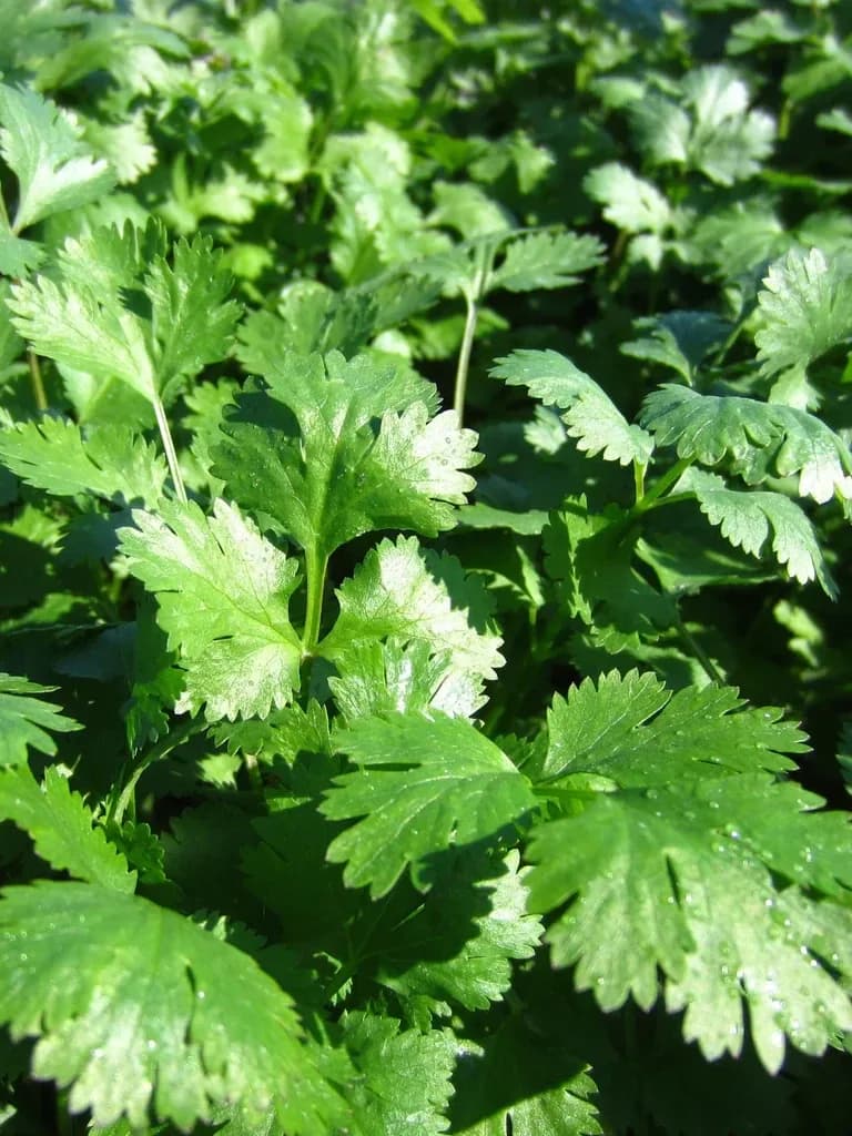 Santo Coriander