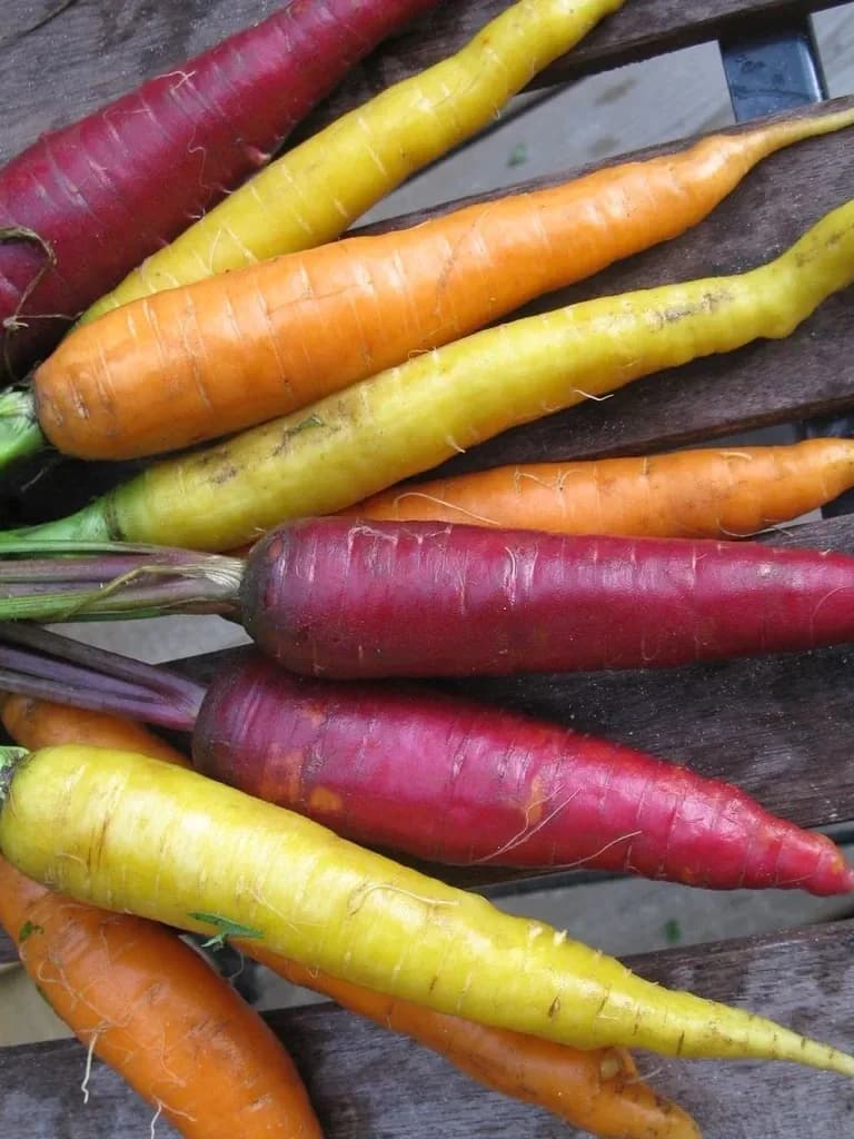 Witches Fingers