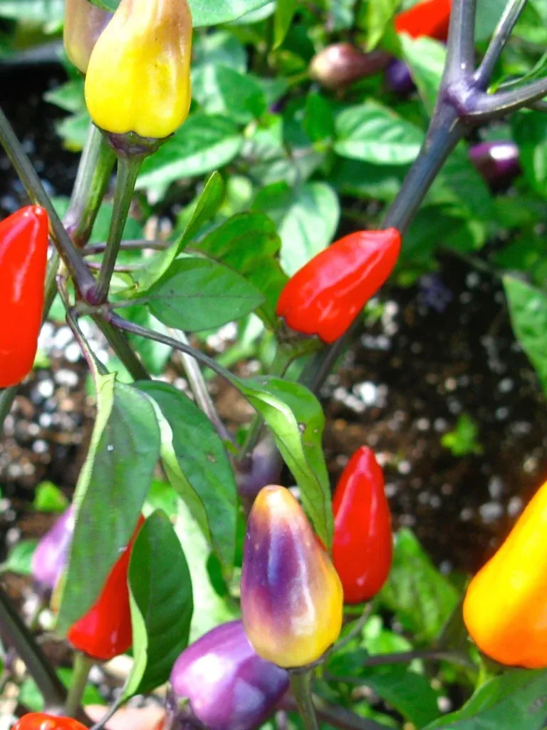 Chinese Five Colors Pepper