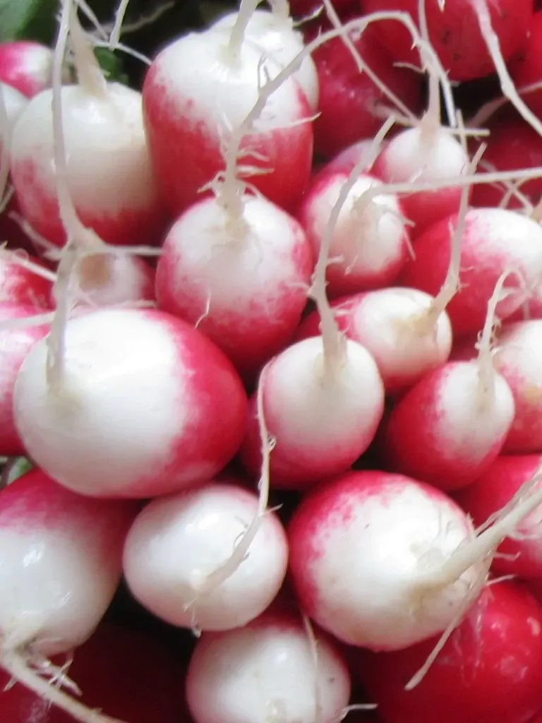 French Breakfast Radish