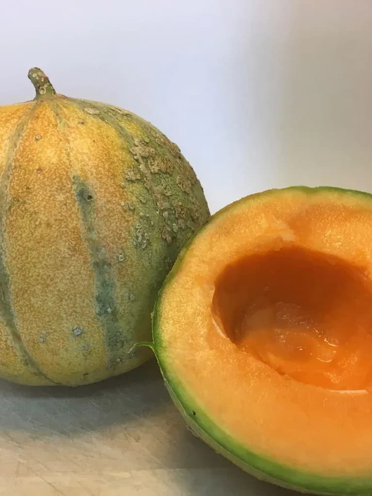 Orange fleshed French Melon
