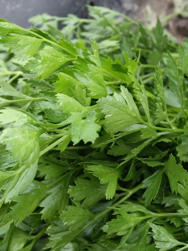Italian Parsley