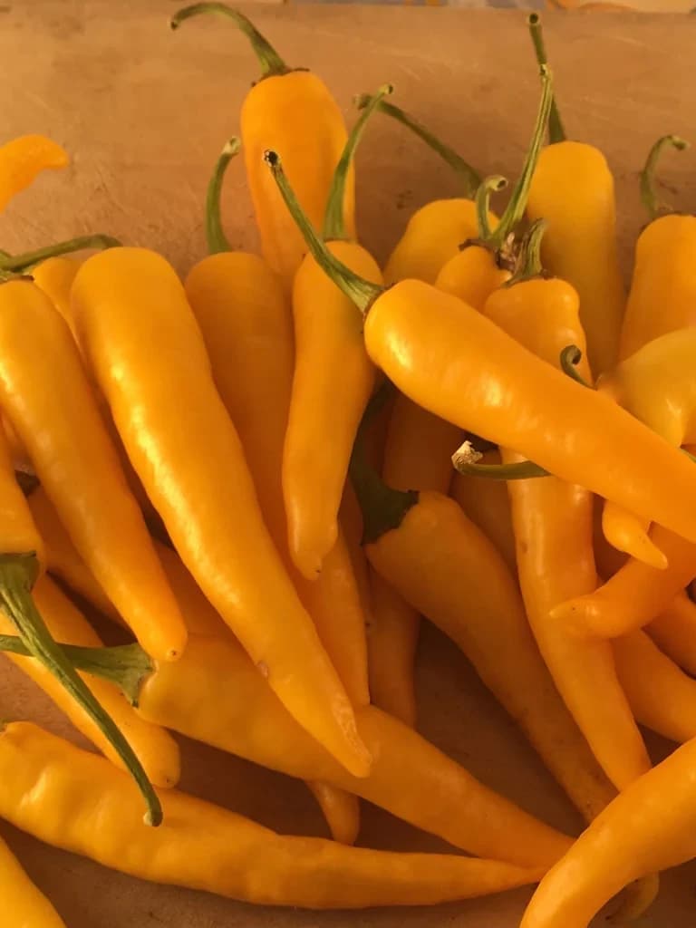 Ho Chi Minh Pepper