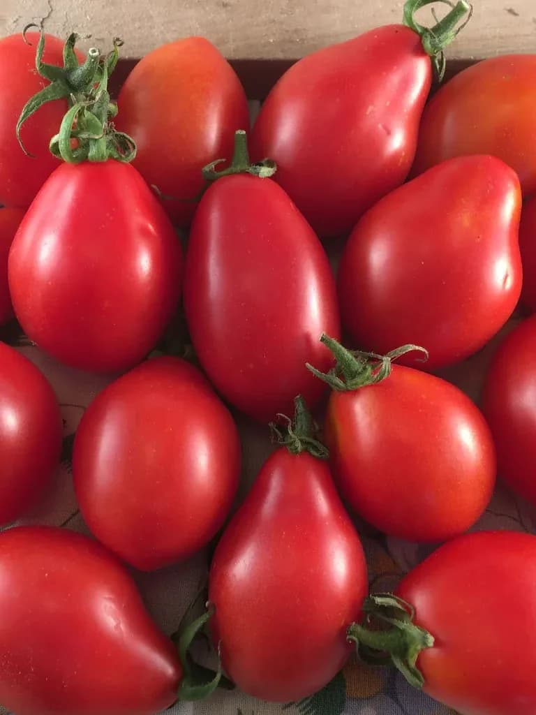 Fiaschetto