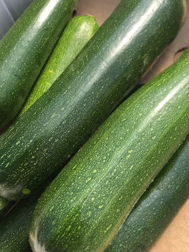 Dark green zucchini