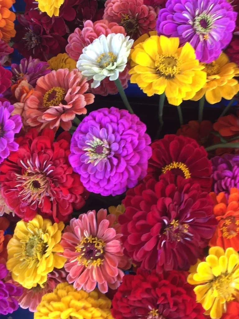 Zinnia Mix