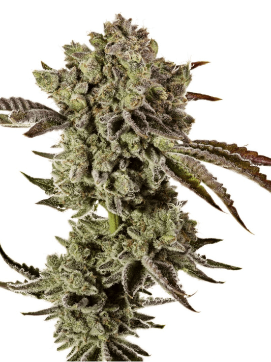 Animal Mint