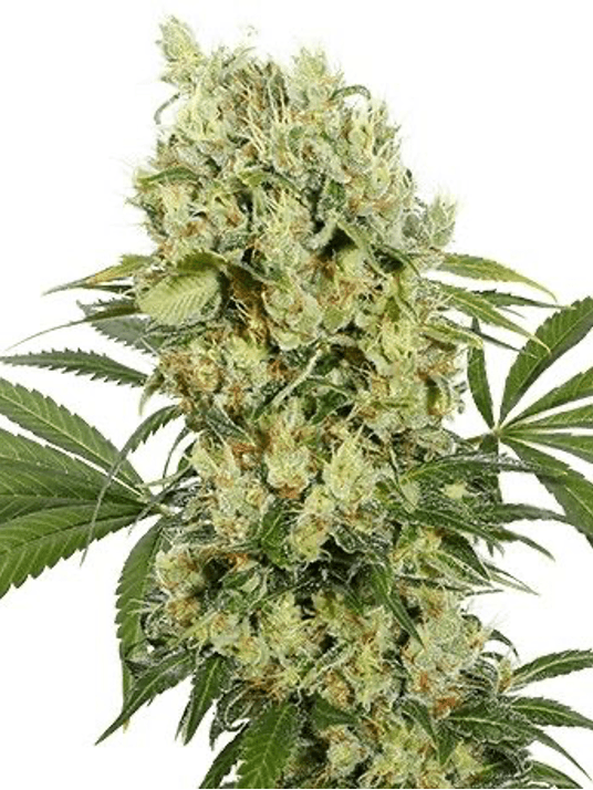 GMO Cookies
