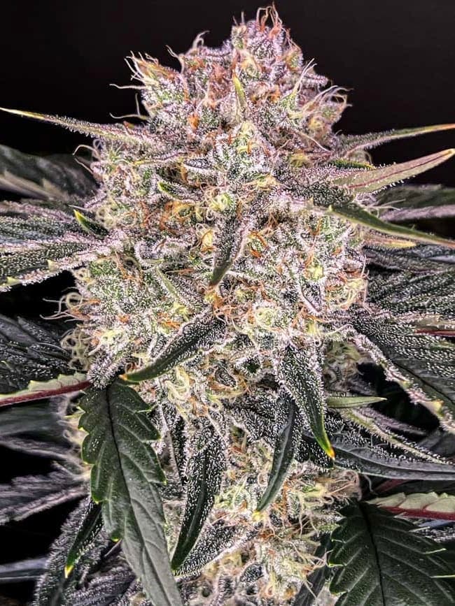Apple Fritter