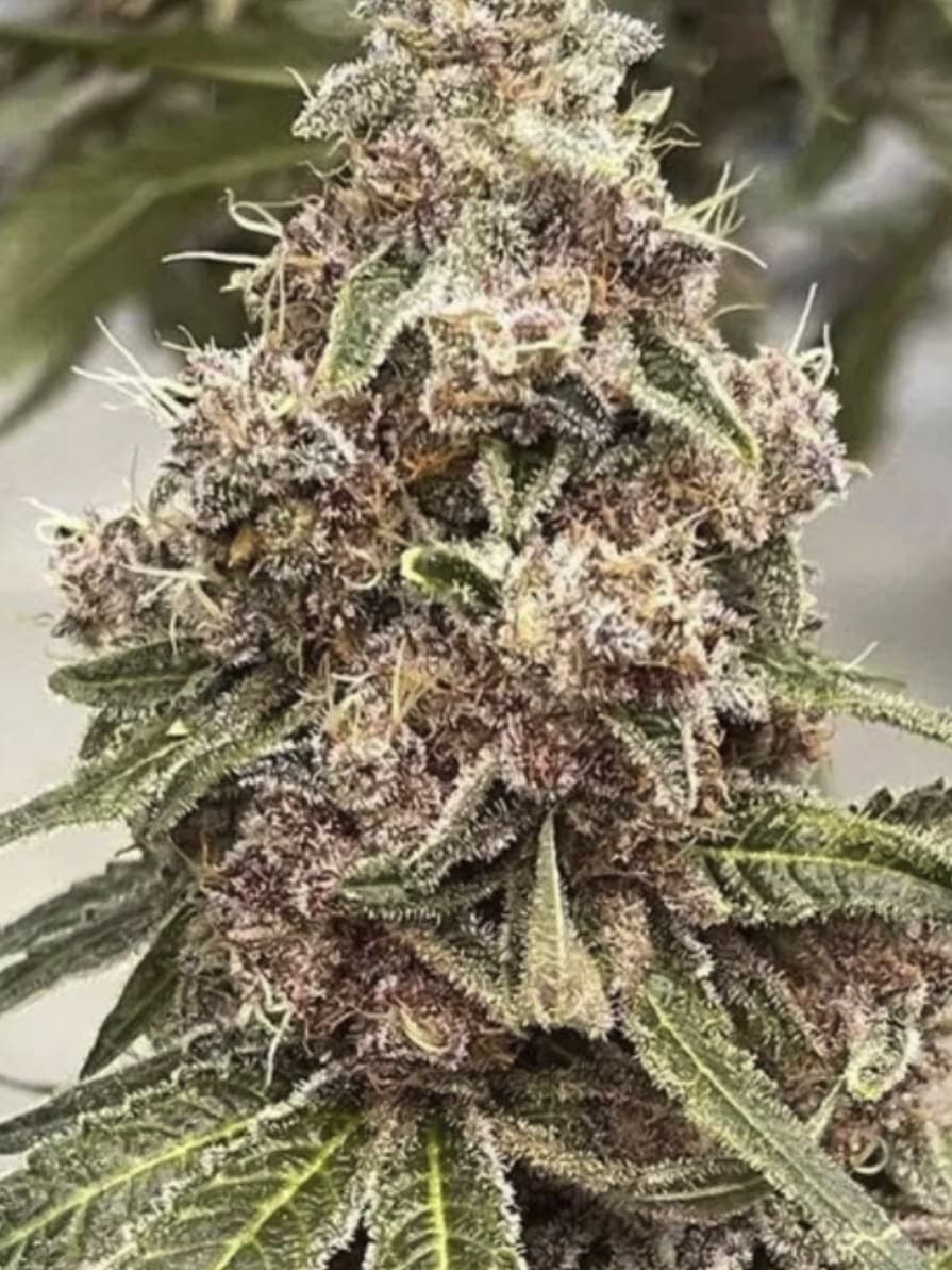 Garlic Breath