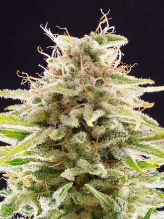 OG Kush