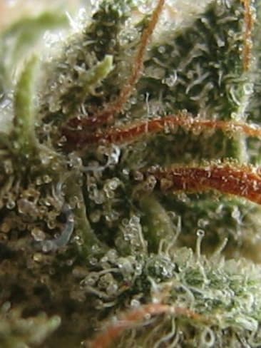 GG4 x Zkittlez