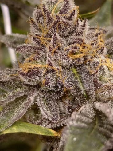 Peanut Butter Breath